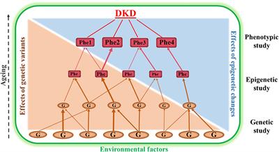 Genetic and Epigenetic Studies in Diabetic Kidney Disease